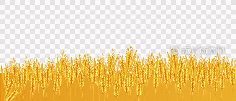 真实的小麦，麦田在透明的背景，向量