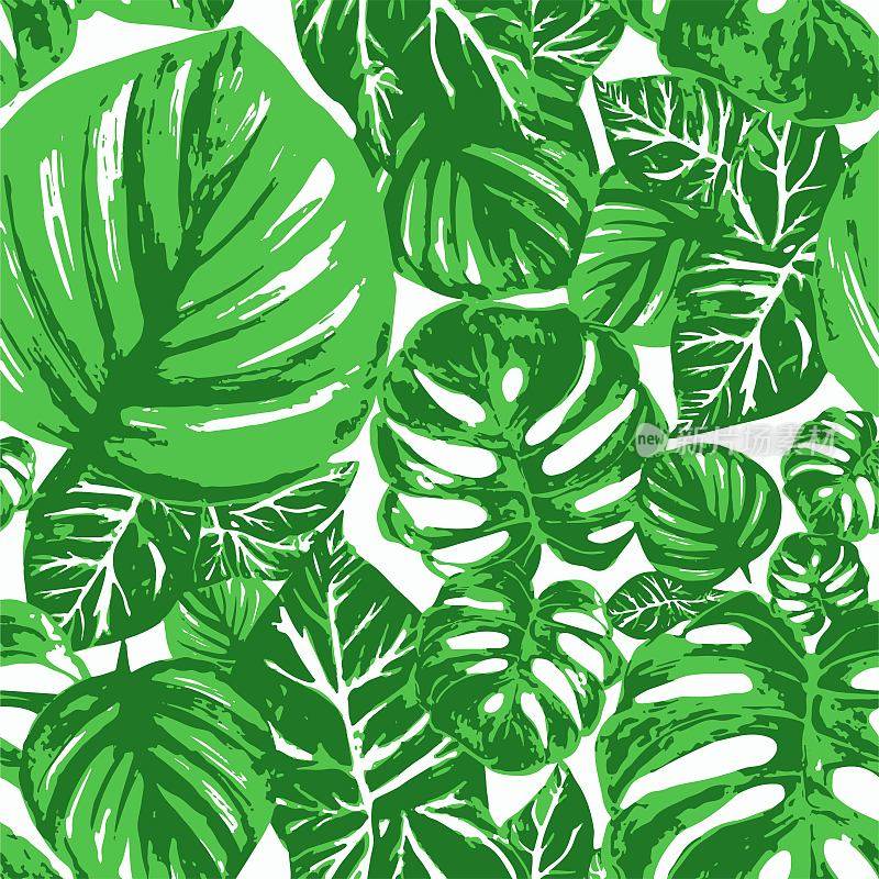 热带大型天鹅绒绿色怪物叶片的图案，在白色背景上的棕榈叶