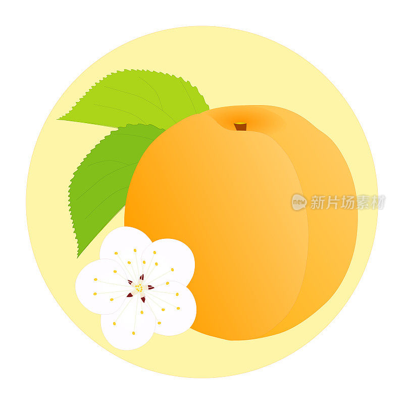 成熟的杏果，白色的杏花和绿色的杏叶在米色的圆形背景上