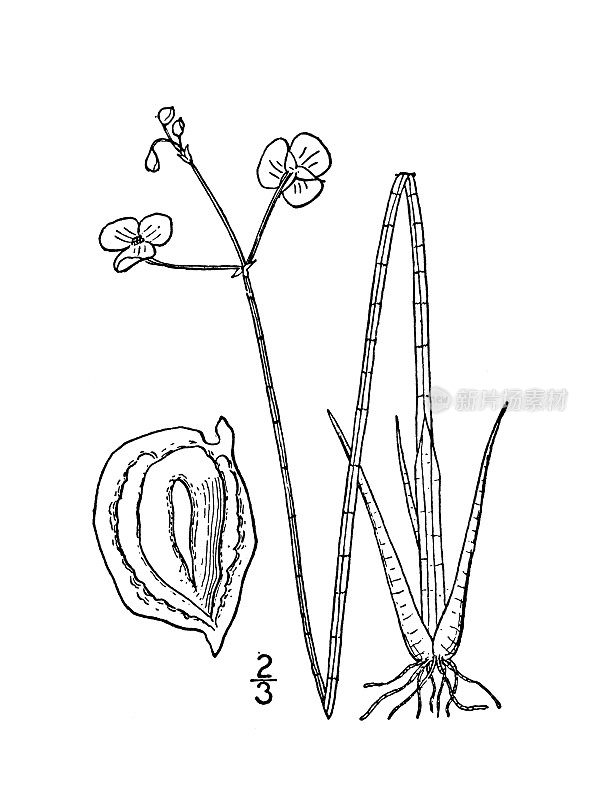 古植物学植物插图:矢车菊，细长箭头