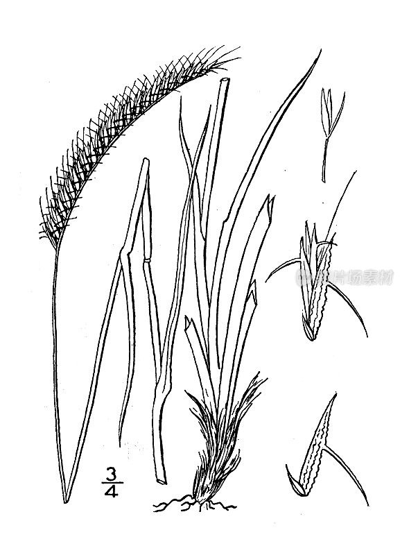 古植物学植物插图:香椿芽、牙痛草