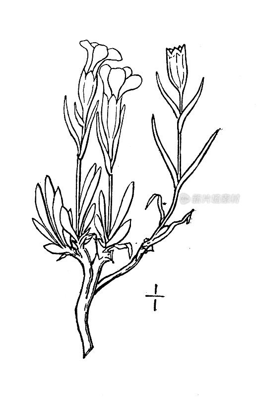 古植物学植物插图:亲和荔枝，北极荔枝