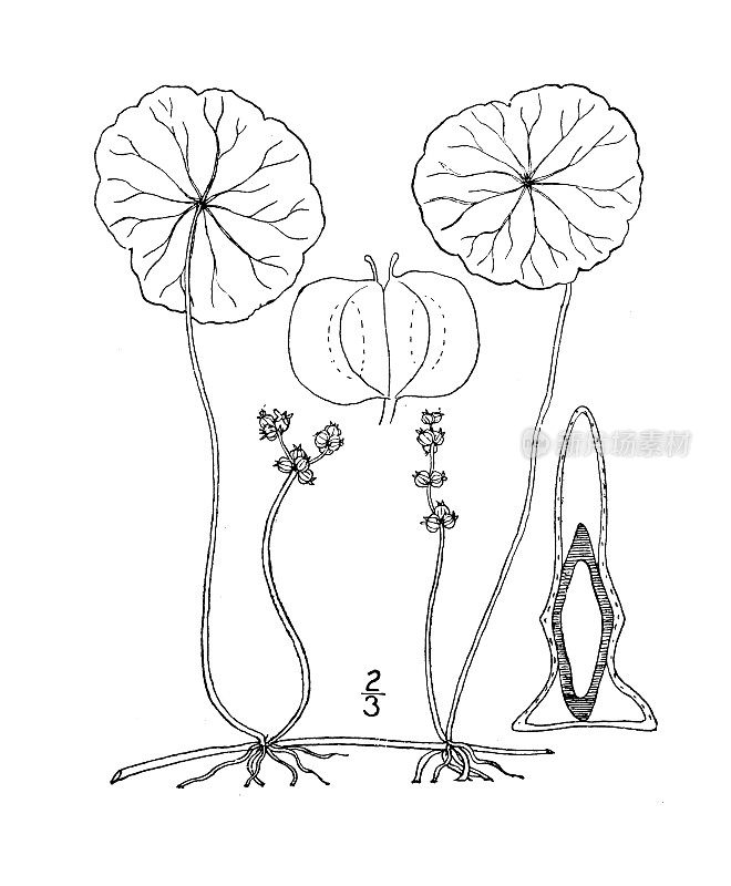 古植物学植物插图:水子叶轮生植物，轮生蕨类植物