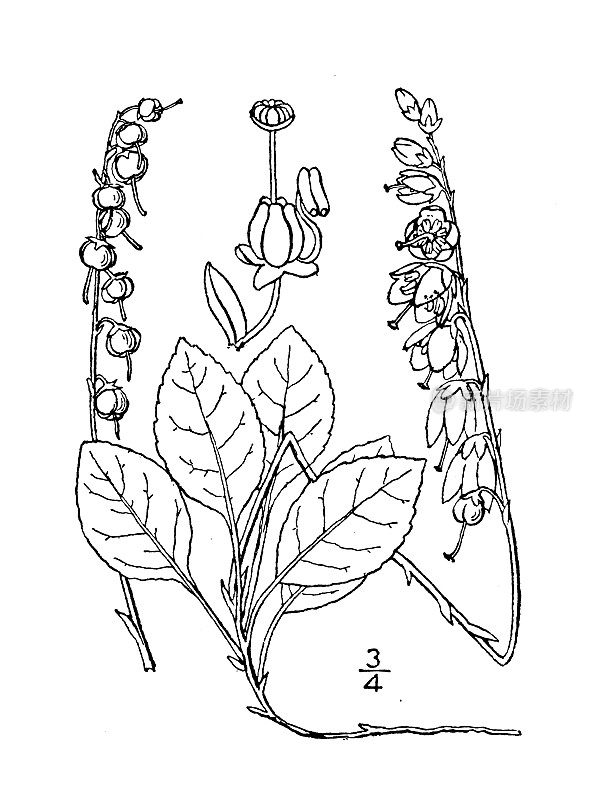 古植物学植物插图:鹿蹄草、锯齿鹿蹄草