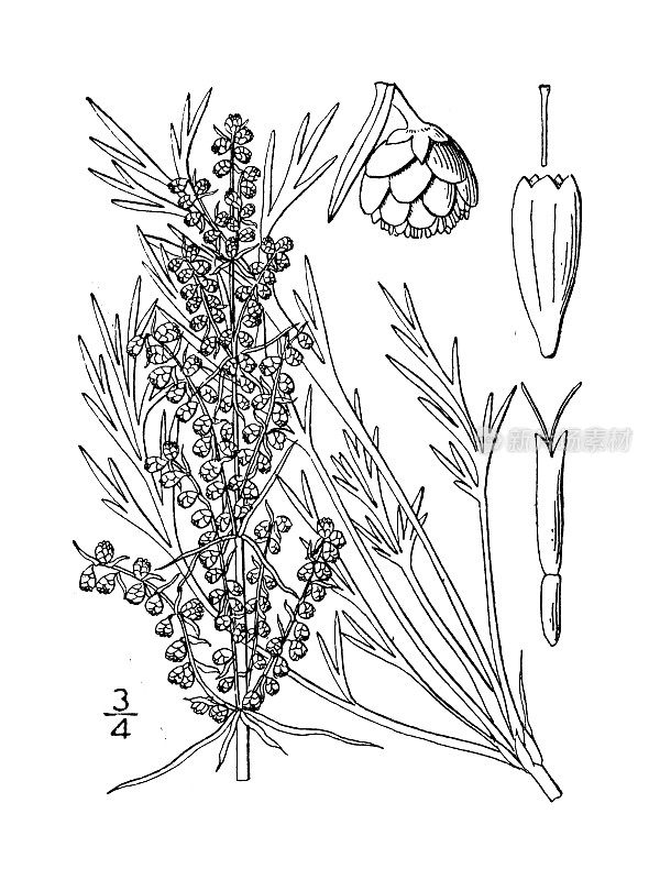 古董植物学植物插图:蒿尾，高艾