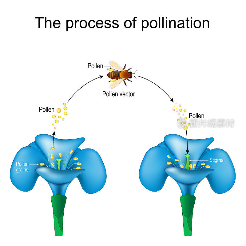授粉。蜜蜂是一种传粉、授粉和花粉的动物。