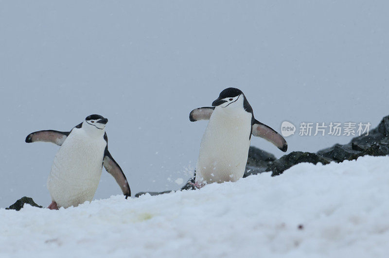 “在雪中歌唱”——帽带企鹅(半月岛，南极洲)