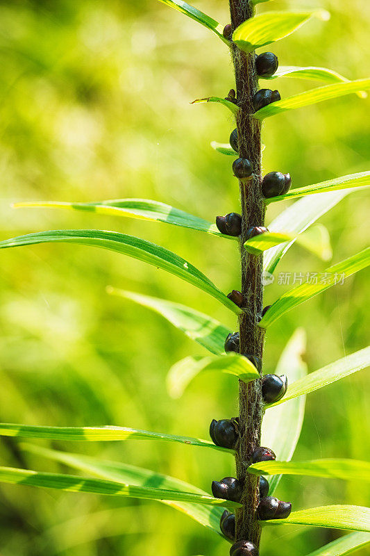 在虎百合茎上生长的鳞茎