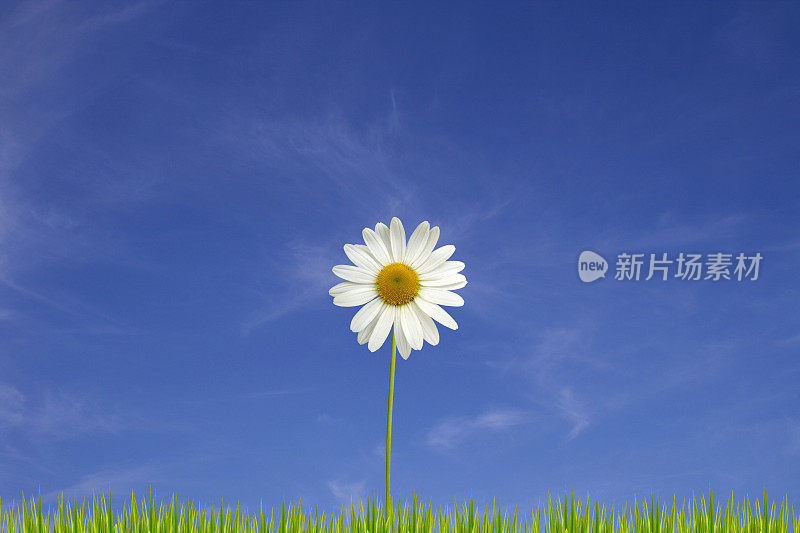 白色雏菊映衬着深蓝色的天空