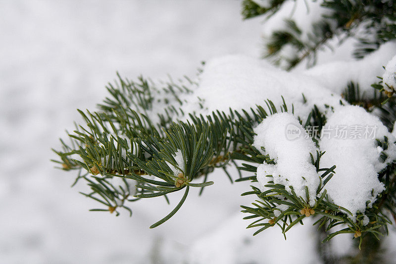 松枝上有雪。