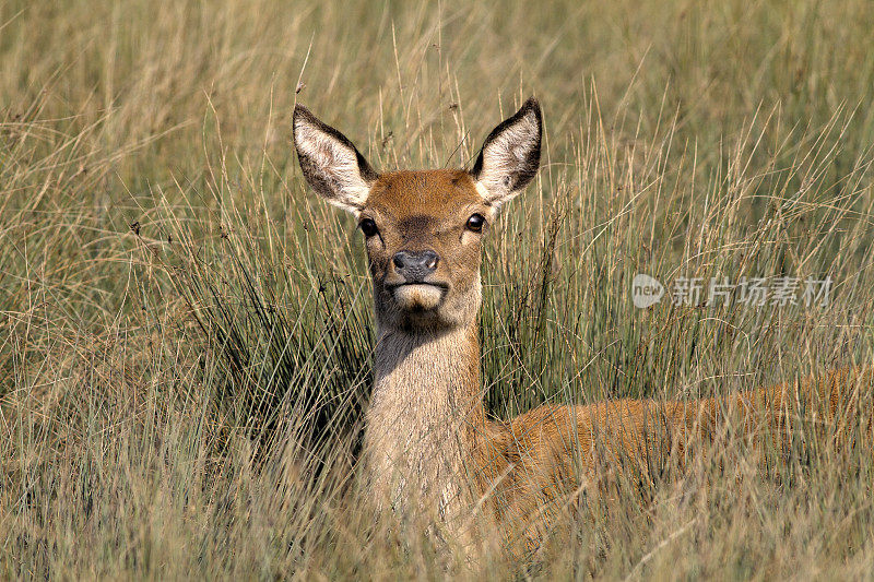 马鹿母鹿在长草中竖起耳朵