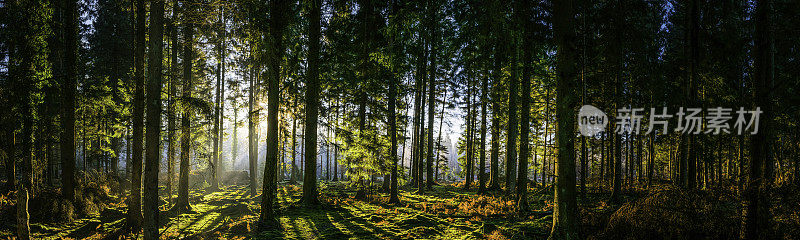 壮丽的日出在田园诗般的林间空地，绿意盎然的林地自然全景