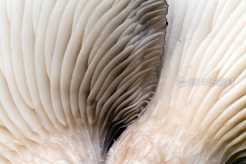 平菇菌褶