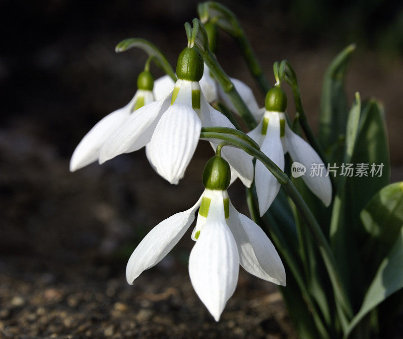 雪花莲