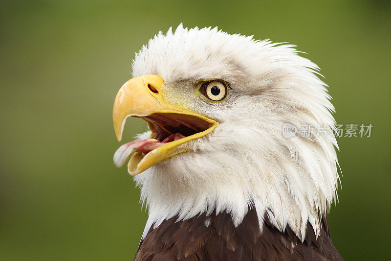 秃鹰肖像与嘴开放，阿肯色州