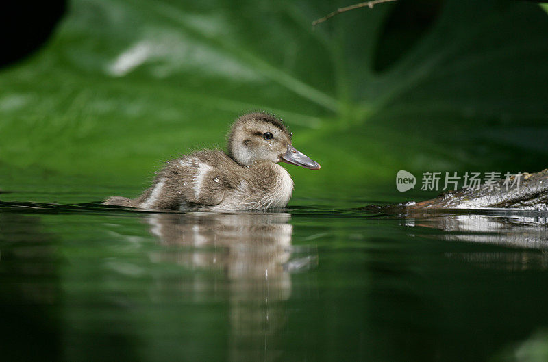 马达加斯加鸭雏