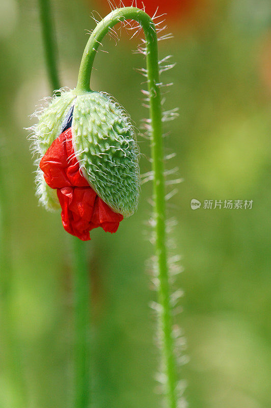 红罂粟花蕾