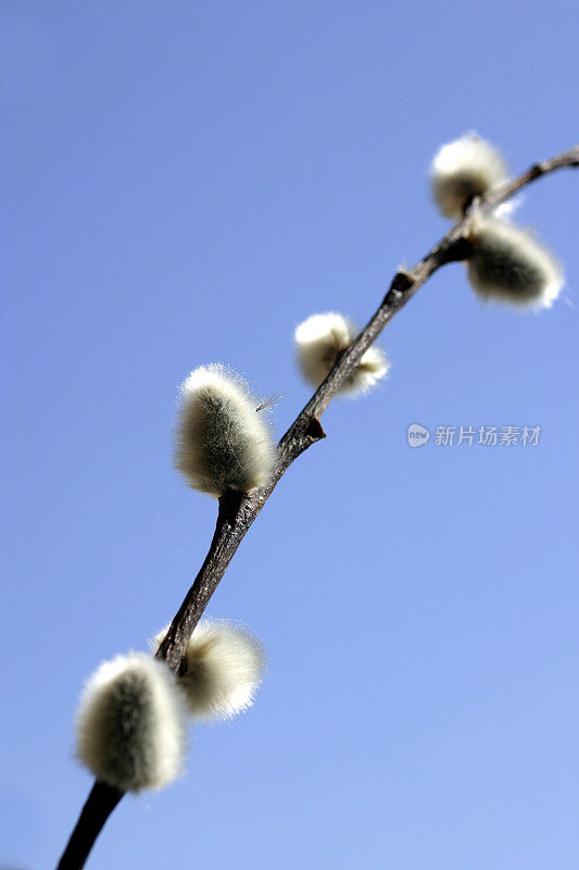 柳柔荑花序