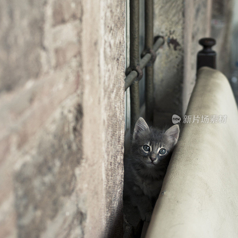 土耳其伊兹密尔的凯麦拉蒂集市上的小猫