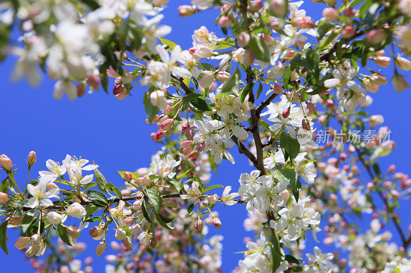春天一棵苹果树开了花
