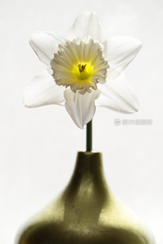 水仙花在一个小花瓶上孤立白色