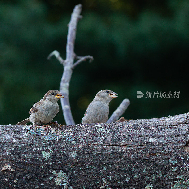 两个麻雀