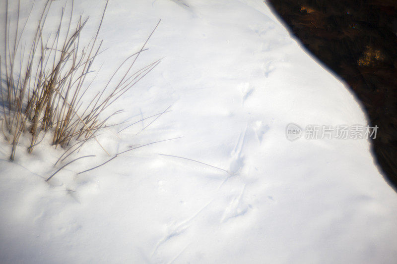鸟的脚步在雪地上。波科诺的视窗溪