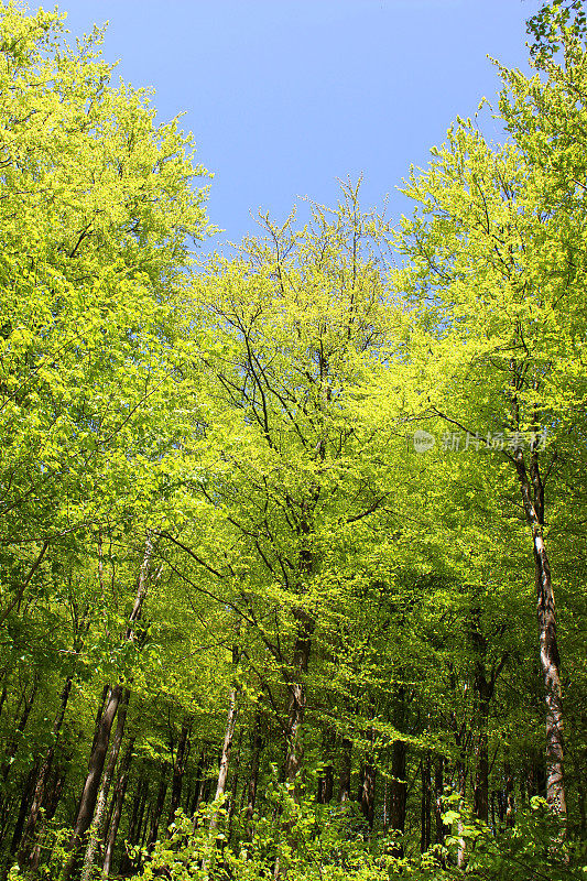 欧洲常见的山毛榉树(山毛榉山毛榉属)，在森林中，春天有叶子