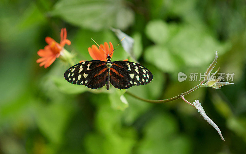 蝴蝶……美丽的难以置信