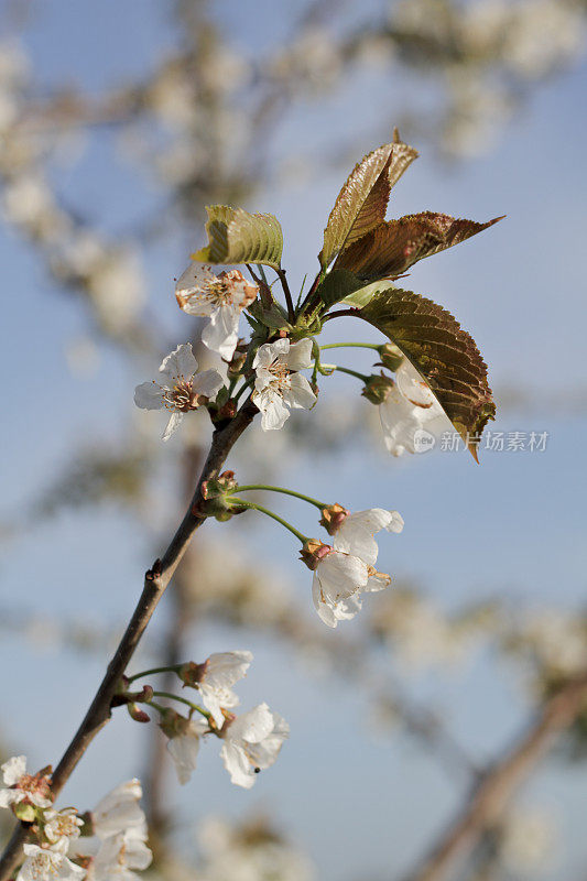 樱花白花盛开