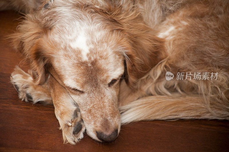 在木地板上睡觉的布列塔尼猎犬。