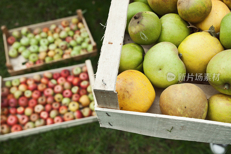 新鲜的有机苹果装在木箱里。特写镜头