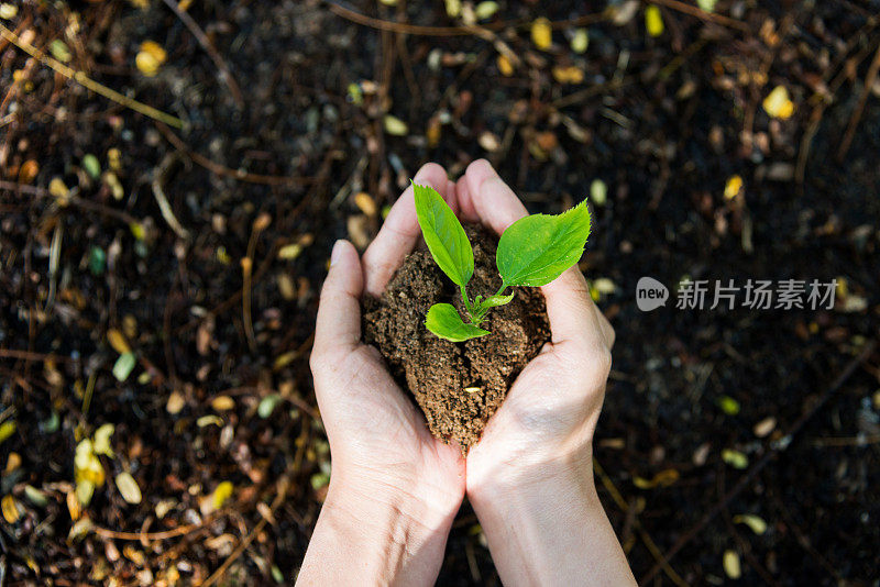 女人手里拿着一株小植物