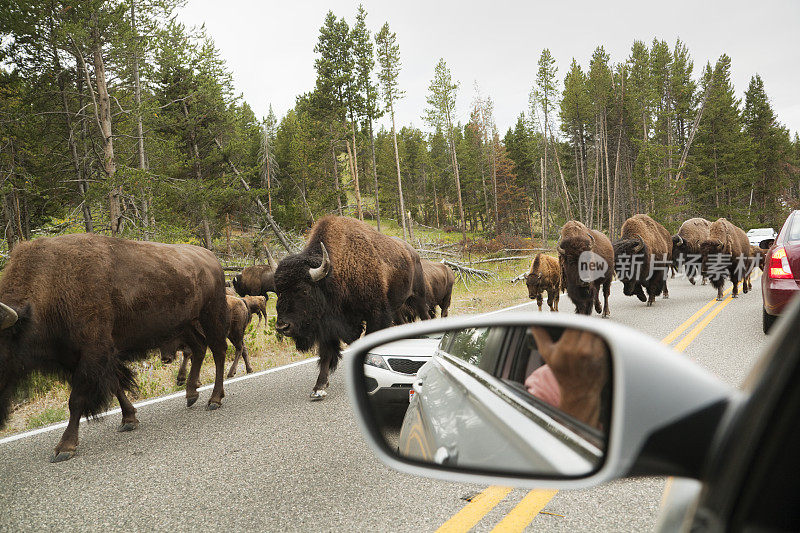黄石国家公园阻塞交通的野牛