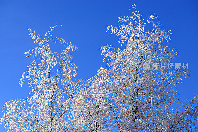 冬天白桦树上结霜