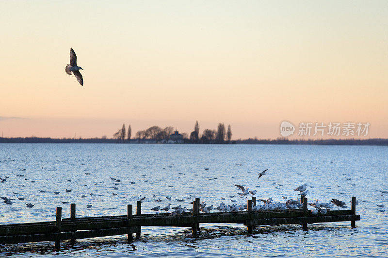 日落时分，一只海鸥飞过湖边的码头