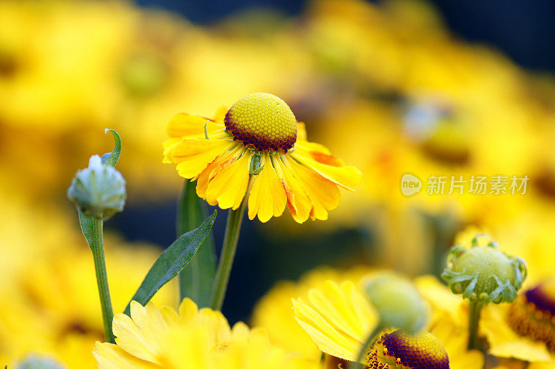 黄色helenium