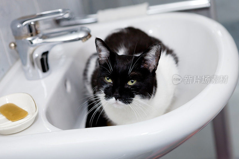 洗澡的猫