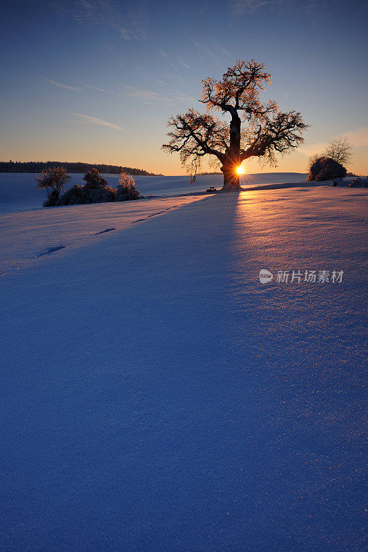 橡树在雪覆盖的冬季景观在日落