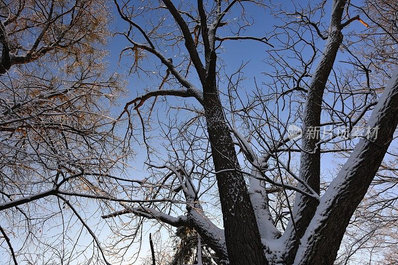 雪核桃树