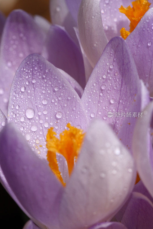 藏红花花瓣上的露珠