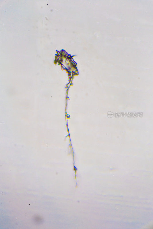 昆虫幼虫的显微图像