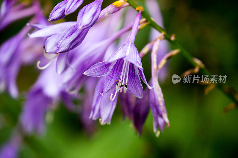 中国:紫色花朵