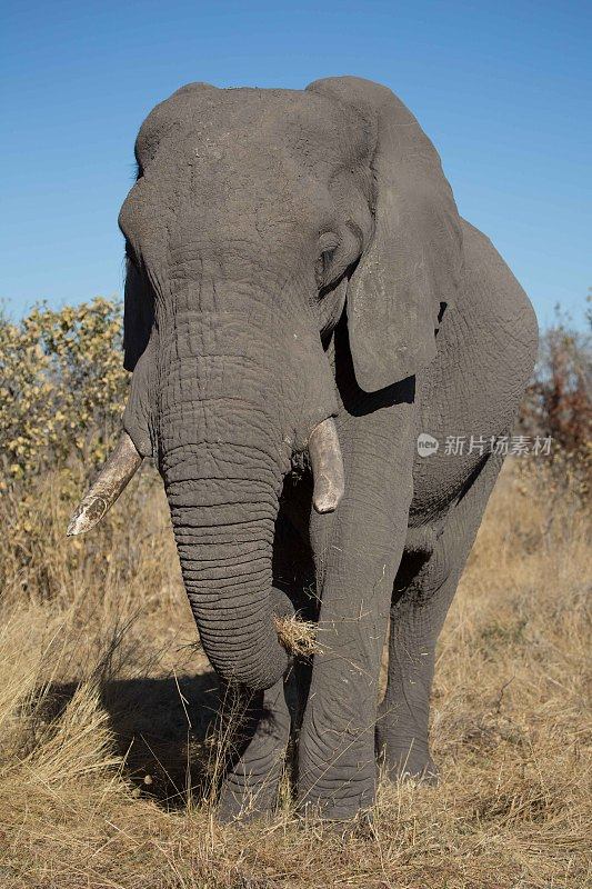 博茨瓦纳的非洲象