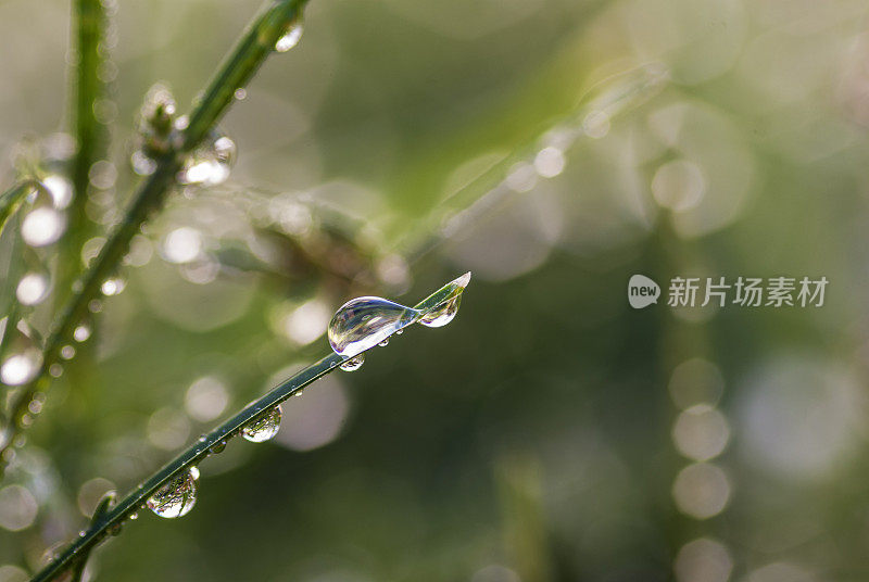 雨水落在草叶上