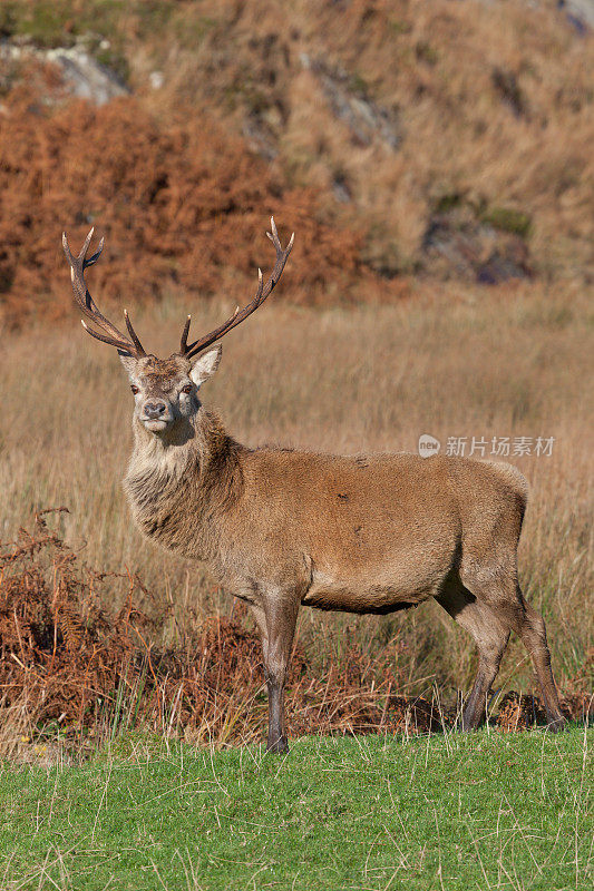 在苏格兰的Jura拍摄的雄鹿