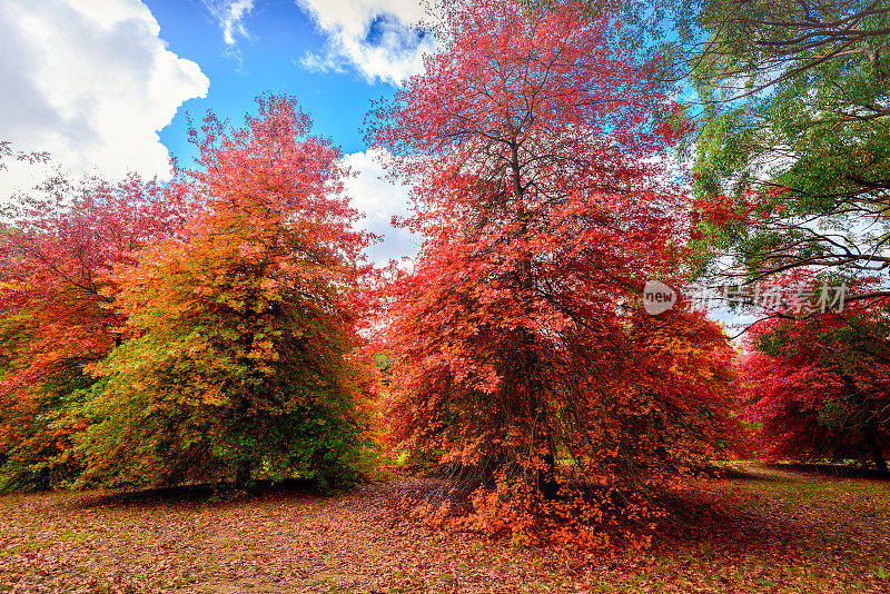秋天公园有五颜六色的树木