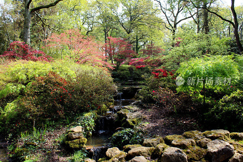 林地花园，有池塘，瀑布，日本枫树，杜鹃花