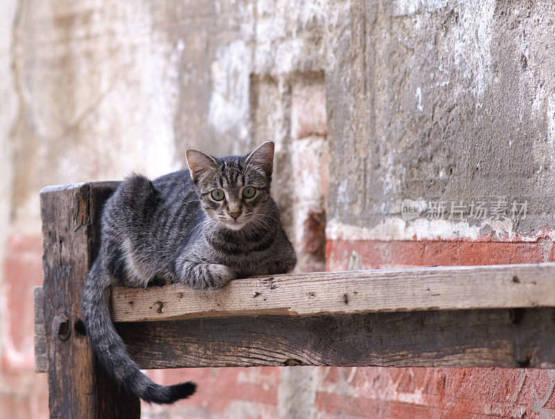 迷途的虎斑猫