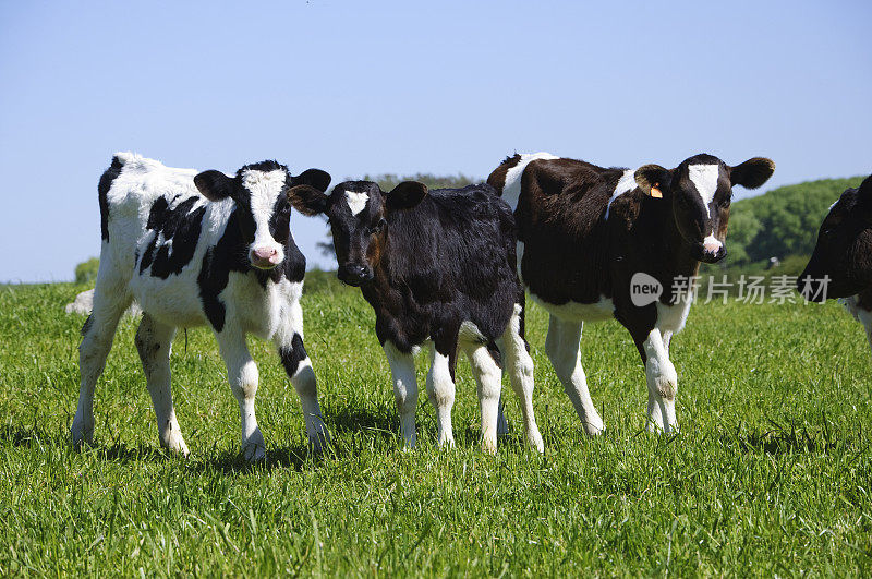 黑色和白色的小牛在绿色的田野里